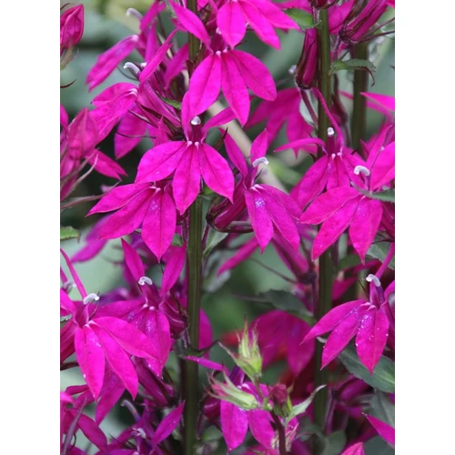 Lobelia speciosa 'Tania'