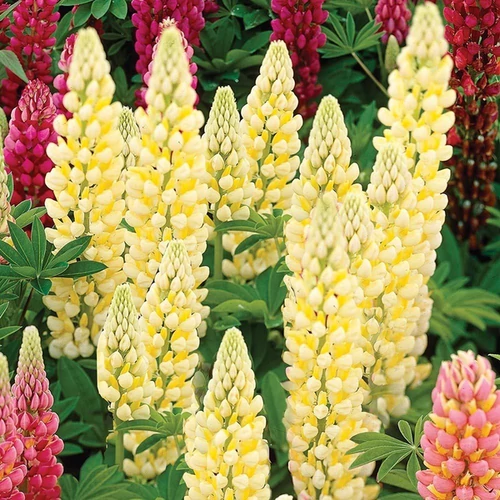 Csillagfürt erdei sárga - Lupinus polyphyllus 'Chandelier' 20/30cm K14cm