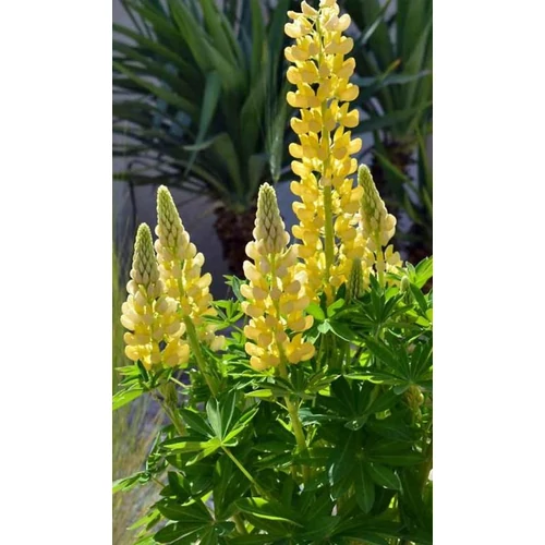 Csillagfürt erdei piros - Lupinus polyphyllus 'Lupini Yellow' 10/20cm K9x9cm