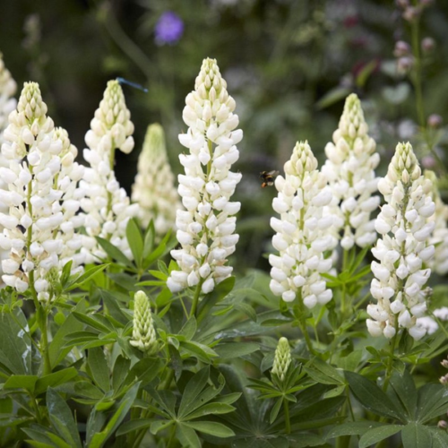 Lupinus polyphyllus 'Noble Maiden'