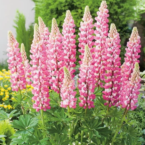 Csillagfürt erdei rózsaszín - Lupinus polyphyllus 'The Chatelaine' 20/30cm K14cm