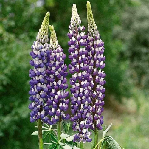 Lupinus polyphyllus 'The Governor'