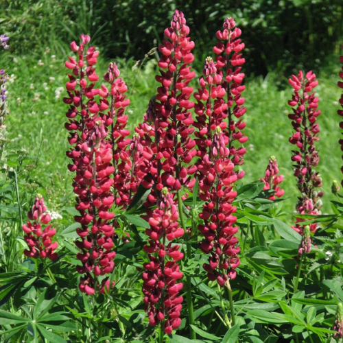 Lupinus polyphyllus 'The Pages'