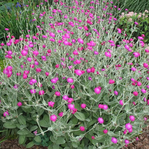 Lychnis coronaria