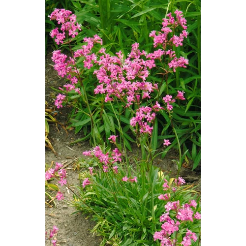 Lychnis viscaria 'Feuer'