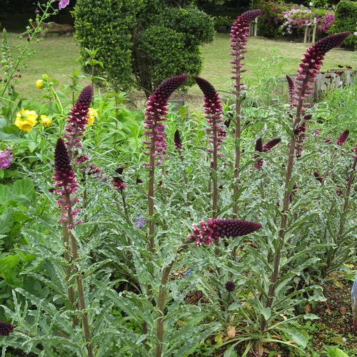 Lysimachia atropurpurea