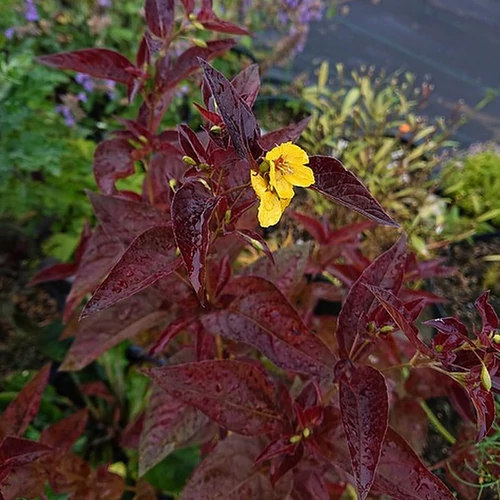 Lysimachia ciliata 'Firecracker'