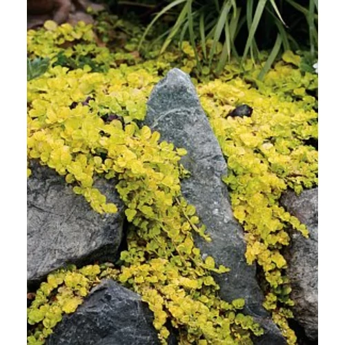 Lysimachia nummularia 'Aurea'