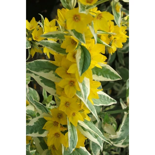 Lizinka fehér tarka levelű - Lysimachia punctata 'Alexander' 10/20cm K9x9cm