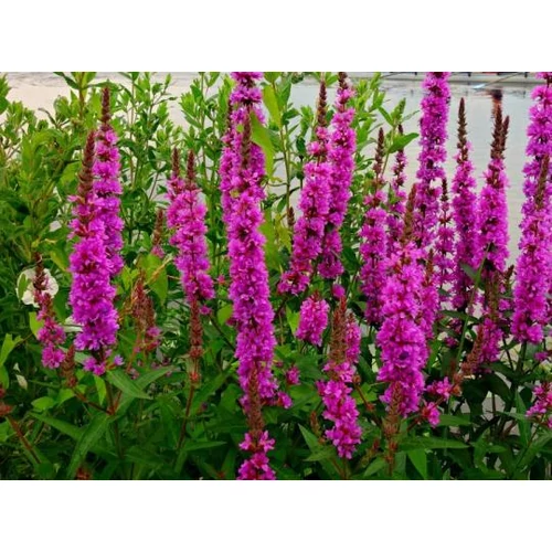 Lythrum 'Dropmore Purple' 