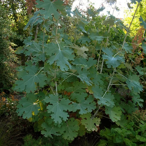 Macleaya cordata