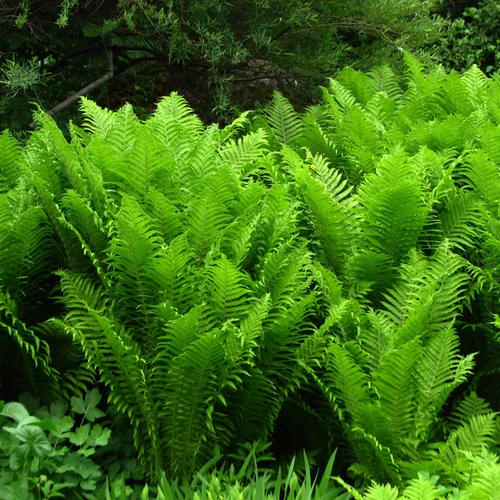 Matteuccia struthiopteris