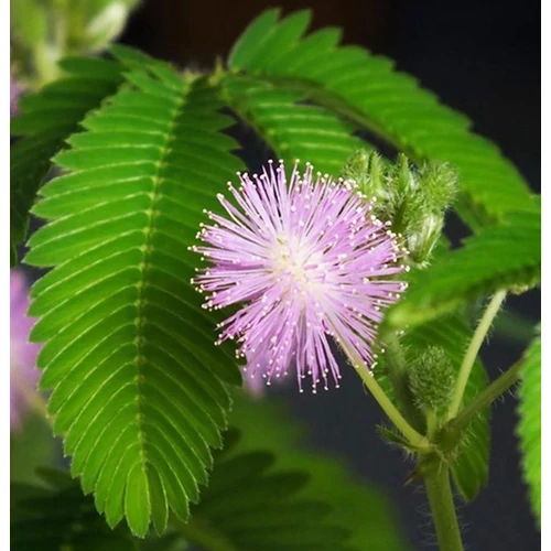 Mimosa pudica