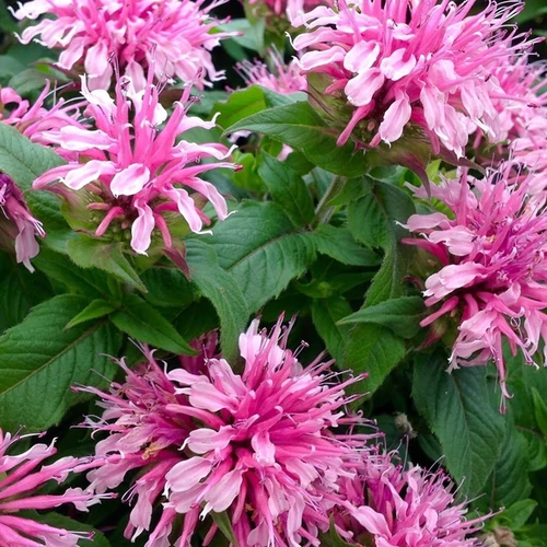 Monarda 'Balmy Pink'