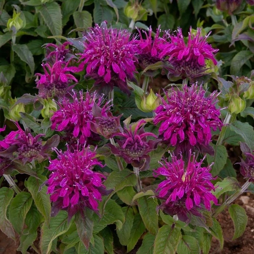 Monarda 'Balmy Purple'