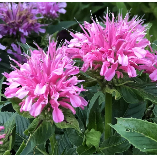 Monarda didyma 'BeeMine Pink'