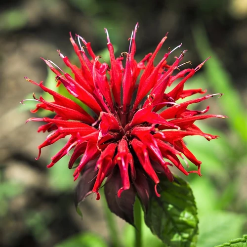 Monarda 'Fireball'