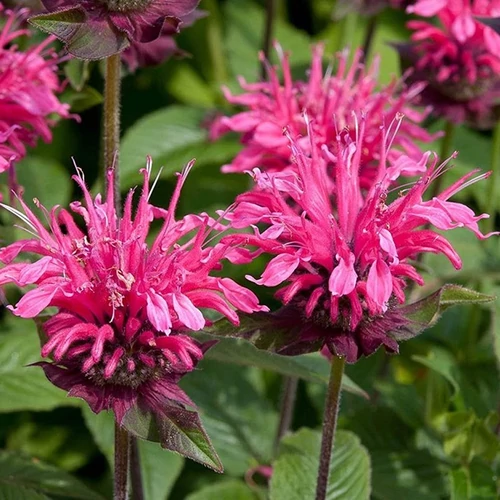Monarda 'Pink Lace'