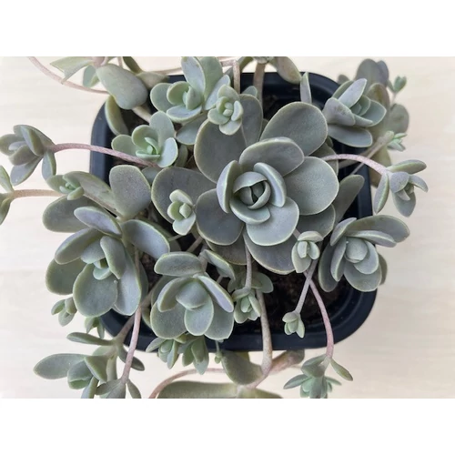 Kövirózsa mongol - Orostachys iwarenge 'Chinese Hat' 5/10cm K7cm