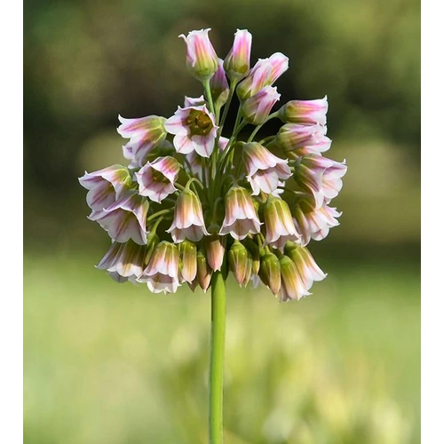 Nectaroscordum siculum ssp. Bulgaricum