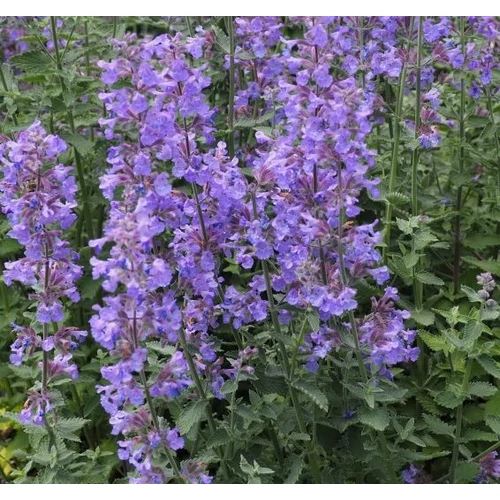 Nepeta faassenii 'Purrsian Blue'