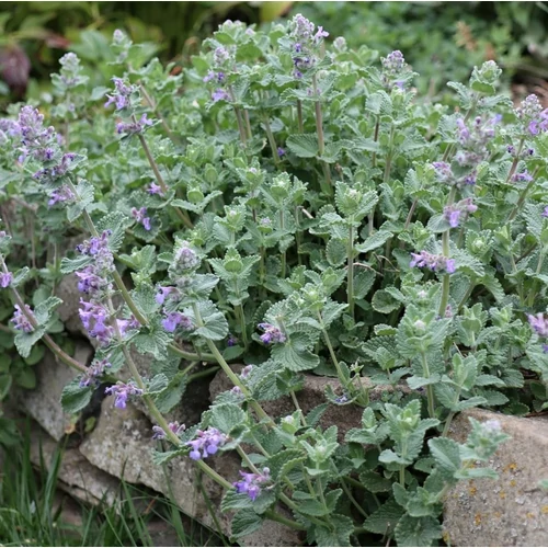 Nepeta racemosa