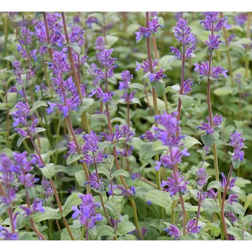 Nepeta racemosa 'Grog'