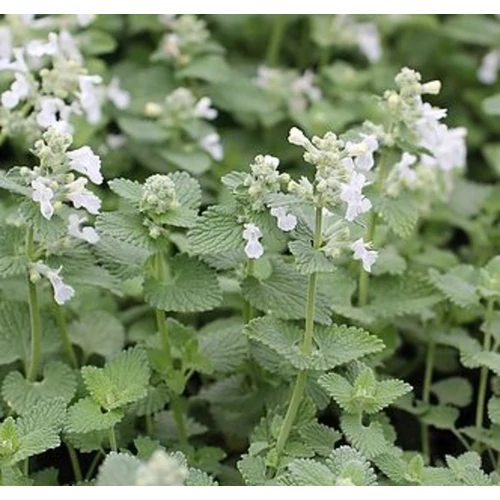 Nepeta racemosa 'Snowflake'