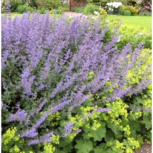 Nepeta racemosa 'Walker's Low'