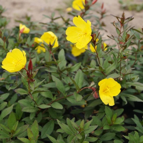 Oenothera fruticosa 'Sonnenwende'