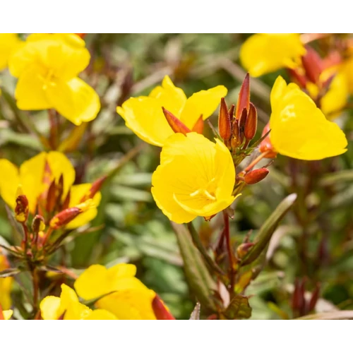 Oenothera pilosella 'Yella Fella'