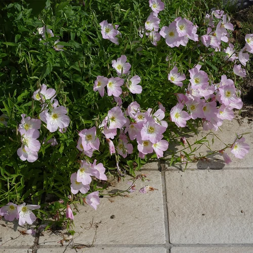 Oenothera speciosa 'Siskiyou'