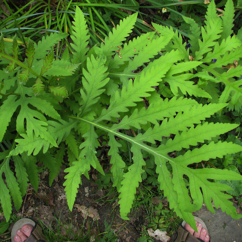 Onoclea sensibilis