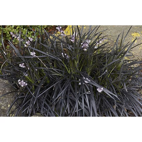 Ophiopogon planiscapus 'Black Dragon'