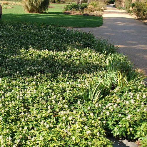 Pachysandra terminalis