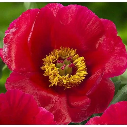 Bazsarózsa szimpla piros - Paeonia lactiflora 'Blaze' 30/40cm K3l