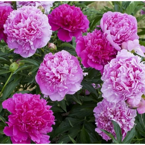 Paeonia lactiflora