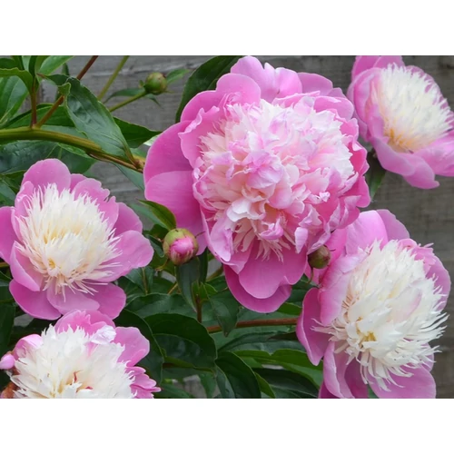 Paeonia lactiflora 'Bowl of Beauty'