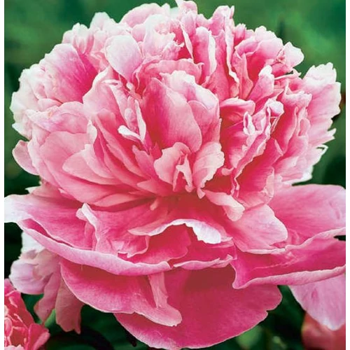 Bazsarózsa illatos sötét rózsaszín  - Paeonia lactiflora 'Dr. Alexander Fleming' 30/40cm K3l