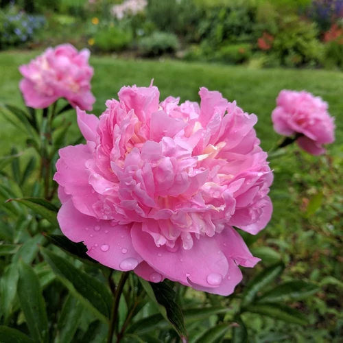 Paeonia lactiflora 'Edulis Superba'