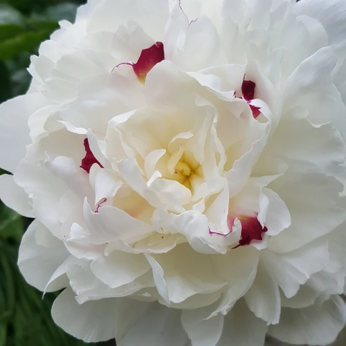 Paeonia lactiflora 'Festiva Maxima'
