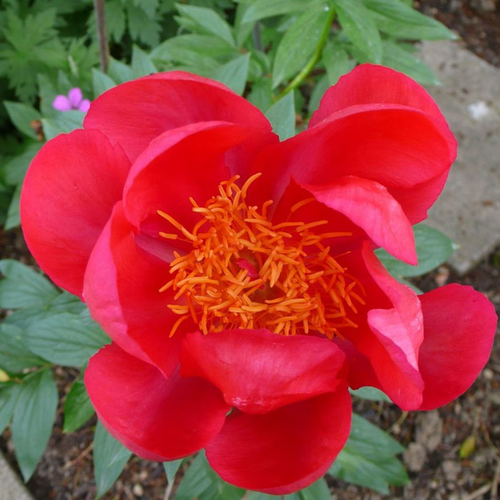 Paeonia lactiflora 'Flame'