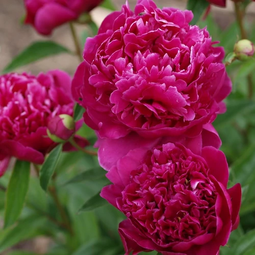Bazsarózsa illatos sötét bíborpiros - Paeonia lactiflora 'Felix Crousse' 25/35cm K17cm
