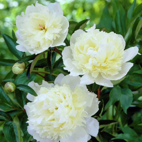 Paeonia lactiflora 'Laura Dessert'