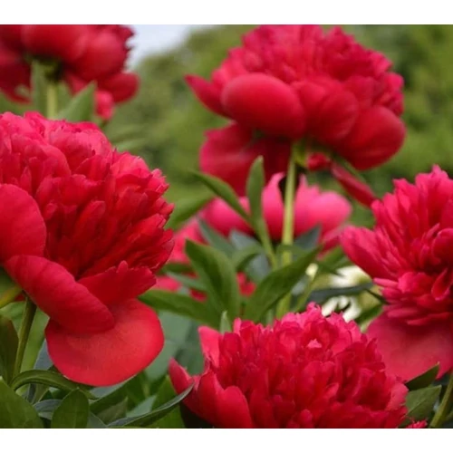 Bazsarózsa illatos élénkvörös - Paeonia lactiflora 'Red Magic' 30/40cm K3l