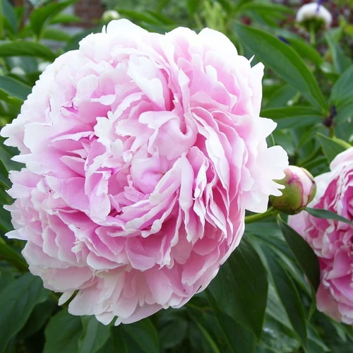 Paeonia lactiflora 'Sarah Bernhardt'