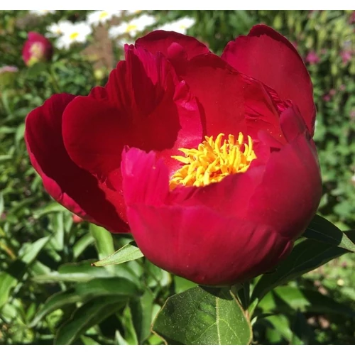 Bazsarózsa szimpla bordó - Paeonia lactiflora 'Miss Mary' 30/40cm K3l