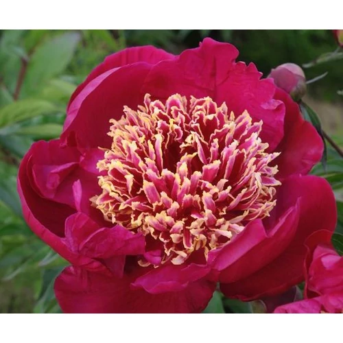 Bazsarózsa mélypiros - Paeonia lactiflora 'Nippon Beauty' 25/35cm K17cm