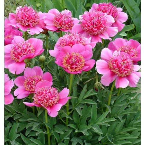 Paeonia officinalis 'Anemoniflora'