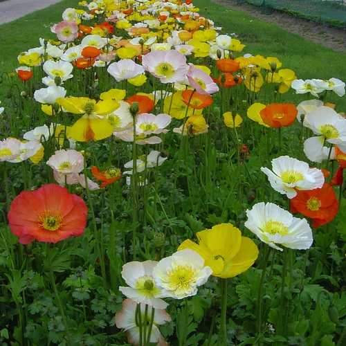 Papaver nudicaule